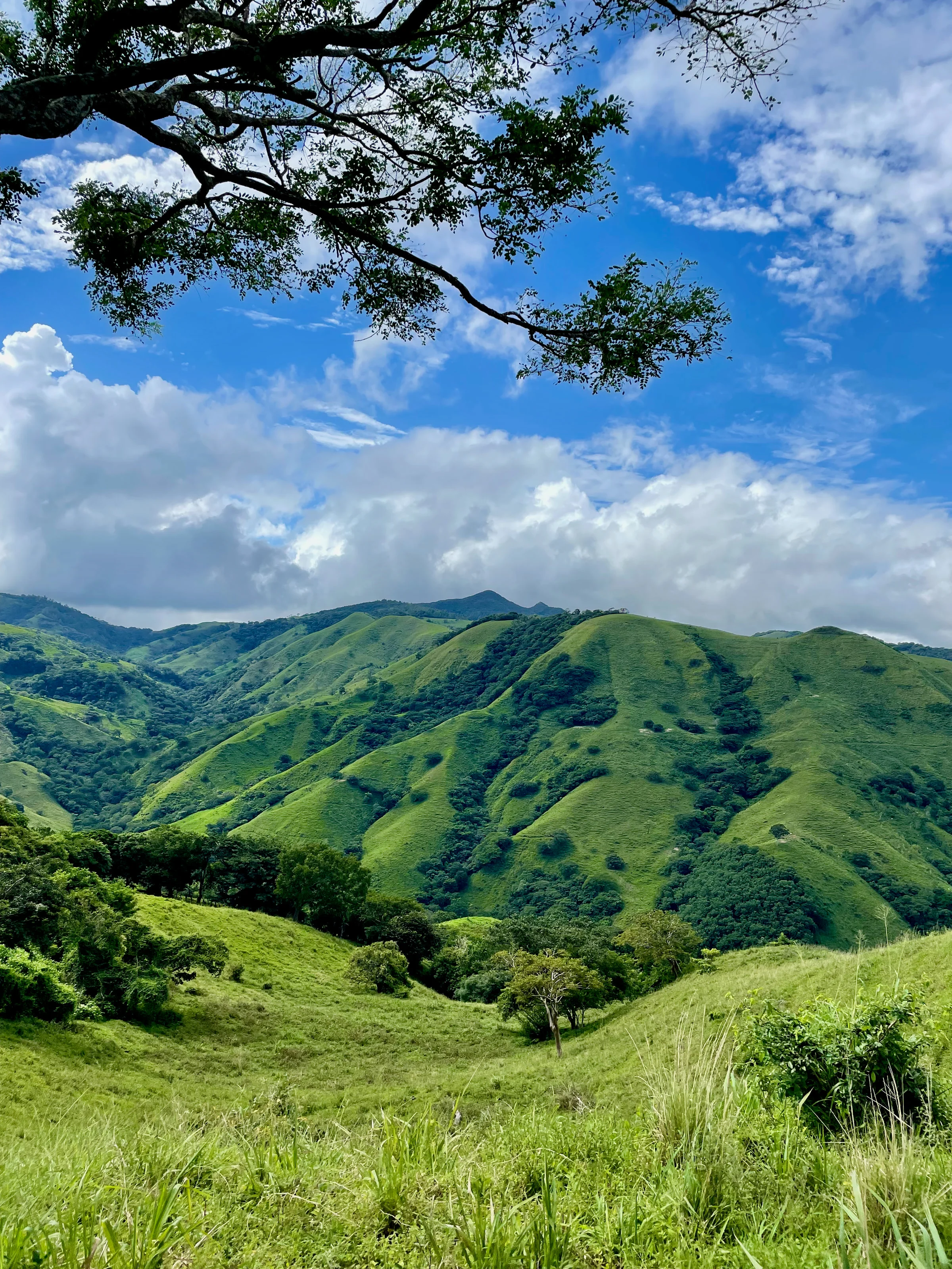Rolling green hills under a branch and a bright cloudy sky